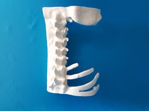 bone model